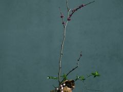 -黄山屯溪国际机场