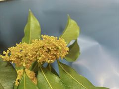 -花邻FloweringLife花艺气球派对(武康大楼店)