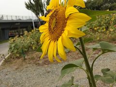 -长白岛森林公园