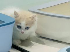 -babydoll猫舍·米努特·德文·缅因(久光中心店)