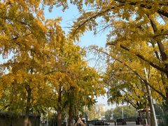 -三里屯东五街银杏大道