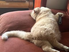 -帕帕拉兹宠物(亚洲旗舰店)