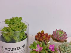 -双季花艺园艺市场(浦东店)