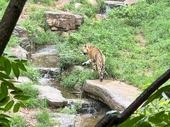 -大连森林动物园