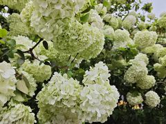 -大龙山(地铁站)