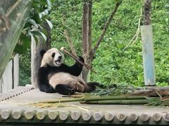 -中国大熊猫保护研究中心雅安碧峰峡基地