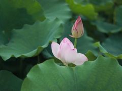 -荷塘月色湿地公园·向阳花洲