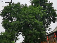 -老槐树煎包