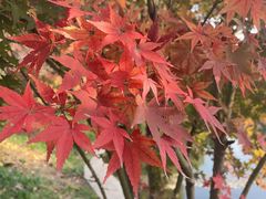 -济南南郊宾馆