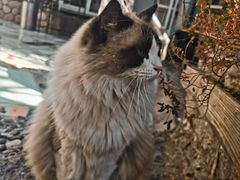 -喵屿·大理花园猫咖