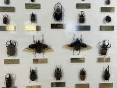 -上海昆虫博物馆