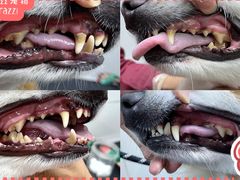 -帕帕拉兹宠物(亚洲旗舰店)