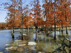 -上海长兴岛郊野公园