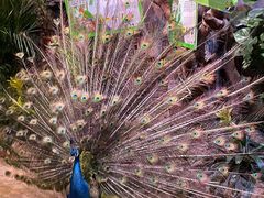 -正佳雨林生态植物园
