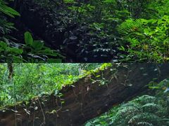 -西双版纳原始森林公园
