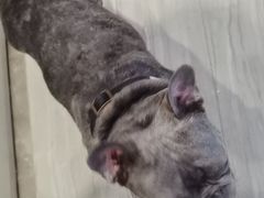 -美联众合动物医院·24h转诊中心
