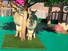 -七彩云南欢乐世界