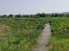-鄱阳湖国家湿地公园