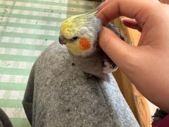 -吉丁鸟咖·异宠·寄养