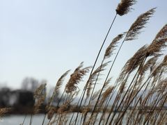 -野鸭湖国家湿地公园