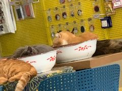-平行世界·猫咖(首经贸店)