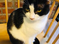 -豆逗聊愈猫阁Easy Life