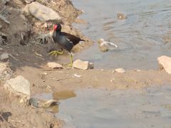 -海珠湖公园