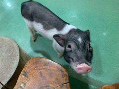 -藦茜花园宠物主题亲子互动体验馆(国顺东路店)