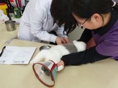 -艾贝尔宠物医院 ·内科全科(梁溪路店)