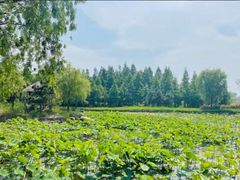 -渡海小渔村.老辈日照菜