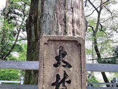 -天目山大树王景区