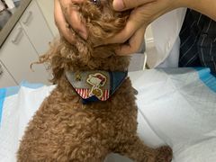 -喜多萌中农锦绣动物医院24H·猫科·牙科MRI·CT