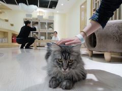 -猫和宫(六道口店)