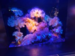 -大连圣亚海洋世界