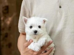 -萌宠之家·腊肠犬·马尔泰·小体犬舍