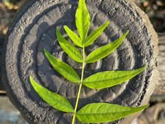 -上海佘山国家森林公园天马山园