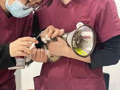 -艾贝尔宠物医院·24H转诊中心·肿瘤猫专科(江宁双龙店)