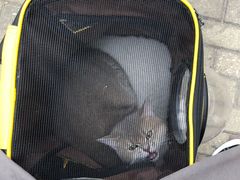 -瑞派康怡24h宠物医院·犬猫医疗中心·微创绝育(瑞景分院)