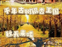 -千年银杏谷文化旅游区