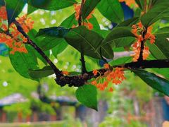 -大妙火锅·非物质文化遗产(东湖公园店)