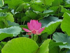 -莲花池公园