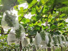 -马陆小张葡萄园农家乐