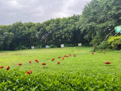 -广州长隆飞鸟乐园