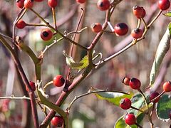 -北京西山国家森林公园