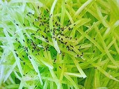 -磁州卤面·邯郸地方菜(复兴区店)