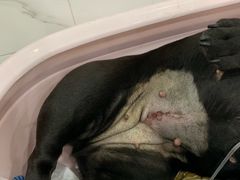 刚出手术室的伤口-伟伟宠物医院·CT影像中心·瑞派犬猫综合性门诊(汉口总院)