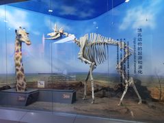 -国家自然博物馆