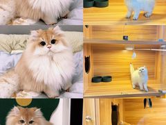 -猫十亿·布偶金渐层·曼基康矮脚猫舍(青年路店)