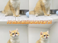 -lincat·猫舍(广州店)