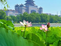 -莲花池公园